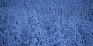 芬兰拉普兰的雪峰森林夜景全景