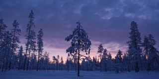 Conifer Trees And Surroundings Covered By Snow On A Cloudy Weather In Lapland. -wide shot
