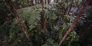 厄瓜多尔马什皮的云雾森林，满是绿色的树木、植物和藤蔓。关闭了拍摄