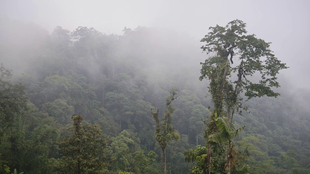 厄瓜多尔多雾天气下的马什皮原始云雾森林。采用针