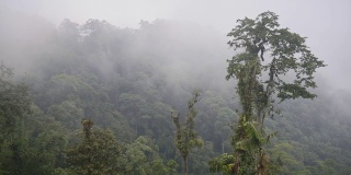厄瓜多尔多雾天气下的马什皮原始云雾森林。采用针