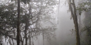 厄瓜多尔云雾森林内郁郁葱葱的植被，在一个多雾和穆迪的日子