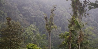 厄瓜多尔马什皮的原始云雾森林。采用针