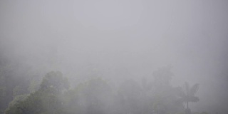 在一个阴郁的日子里，厄瓜多尔云雾森林郁郁葱葱的植被上飘过雾气