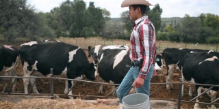 墨西哥农民喂牛