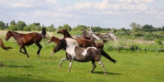 绿色草地上奔跑的马