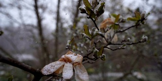 白雪覆盖着木兰树