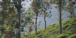 在一个雾天，印度芒纳的茶园山景