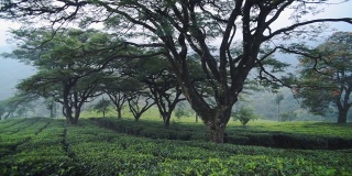 印度穆纳尔，一些大树下的茶园全景