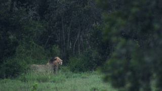 一只狮子小心翼翼地行走在肯尼亚El K野生动物保护区的大草原上。采用针视频素材模板下载