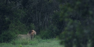 一只狮子小心翼翼地行走在肯尼亚El K野生动物保护区的大草原上。采用针
