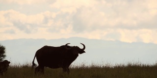 剪影的野生水牛走在草地上在肯尼亚，非洲-宽镜头