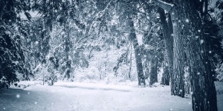 白雪皑皑的树木在冬季起到过滤植物森林的作用。自然的冬天