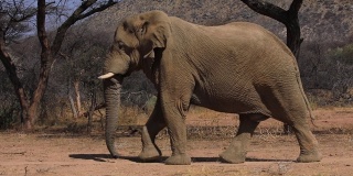 在非洲国家公园的大草原上行走的单一非洲丛林象