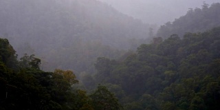 时间流逝的光消失在雾蒙蒙的澳大利亚雨林树冠