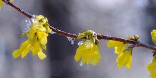 黄花上覆盖着一层雪