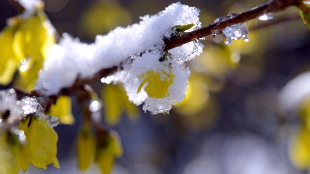 黄花上覆盖着一层雪