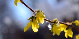 黄花上覆盖着一层雪