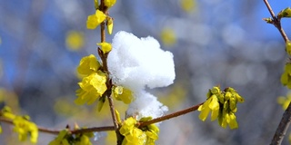 黄花上覆盖着一层雪