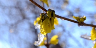 黄花上覆盖着一层雪