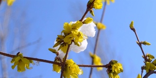 黄花上覆盖着一层雪