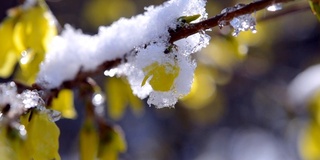 黄花上覆盖着一层雪