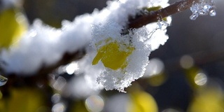 黄花上覆盖着一层雪