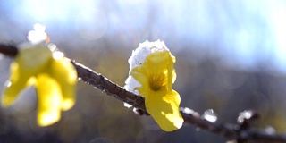 黄花上覆盖着一层雪