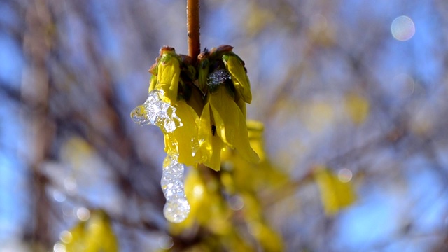 黄花上覆盖着一层雪