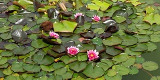 池塘里美丽的粉红色荷花