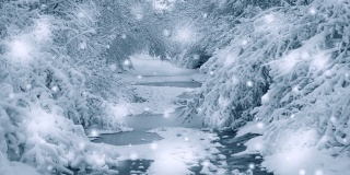 白雪皑皑的树木在冬季起到过滤植物森林的作用。