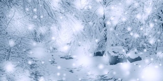 白雪皑皑的树木在冬季起到过滤植物森林的作用