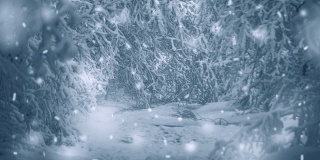 白雪皑皑的树木在冬季起到过滤植物森林的作用