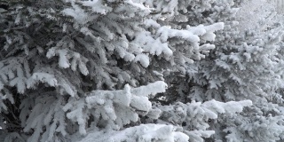 公园里覆盖着积雪的冷杉树。雪花从云杉树枝上美丽地飘落下来。冬天的童话，树在雪中囚禁。