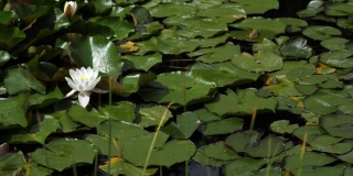 池塘里的白莲花