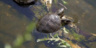 海龟在自然界中