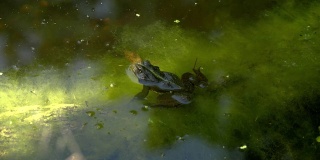 池塘里的一只青蛙