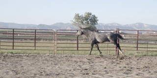 一个慢动作的跑步剪辑灰色四分之一马种马在一个竞技场在一个纯种马牧场在西部科罗拉多州