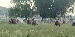 一群纯种四分之一马母马，种马和小马在科罗拉多州的西部的黎明或黄昏在绿色的草地上奔跑的慢镜头剪辑