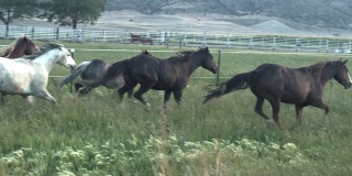 一群纯种四分之一马母马，种马和小马在科罗拉多州的西部的黎明或黄昏在绿色的草地上奔跑的慢镜头剪辑