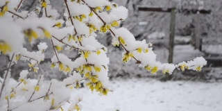 Yellow flowers on bush covered with layer of snow in spring during snowfall