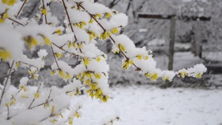 Yellow flowers on bush covered with layer of snow in spring during snowfall视频素材模板下载