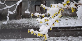 春天下雪的时候，黄花覆盖着一层雪