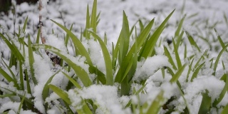 绿油油的草地上覆盖着一层雪，在春季降雪期间特写。