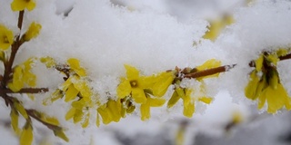 黄色的花上一丛覆盖着一层雪的春天特写。