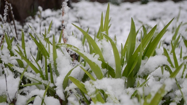 绿油油的草地上覆盖着一层雪，在春季降雪期间特写。