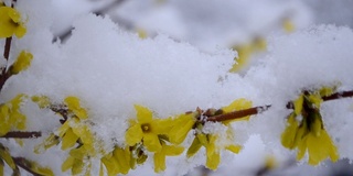 黄色的花上一丛覆盖着一层雪的春天特写。