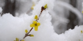 黄色的花上一丛覆盖着一层雪的春天特写。