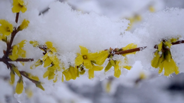 Yellow flowers on a bush covered with a layer of snow in spring close-up.