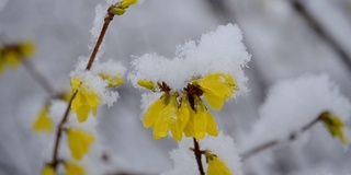 黄色的花上一丛覆盖着一层雪的春天特写。